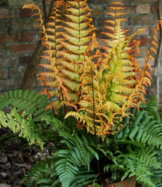 Dryopteris wallichiana 'Jurassic Gold'